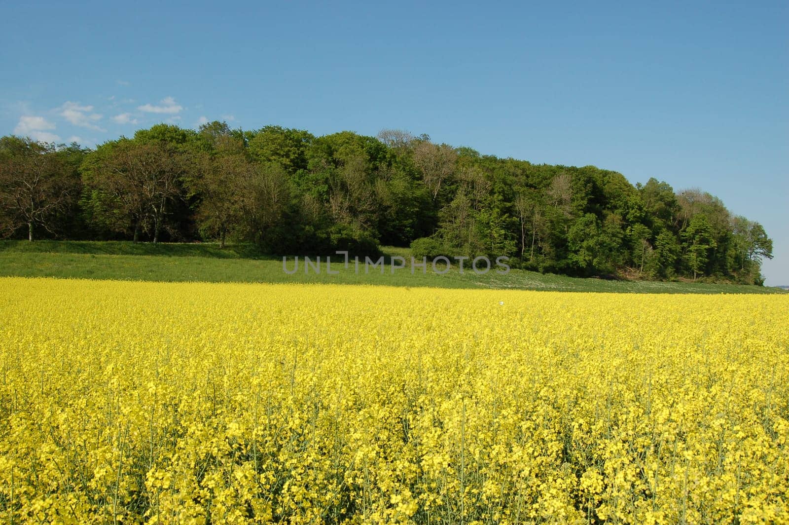 small forest in spring 2