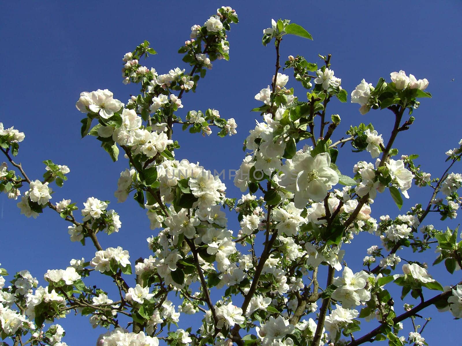 Apple Blossom 02