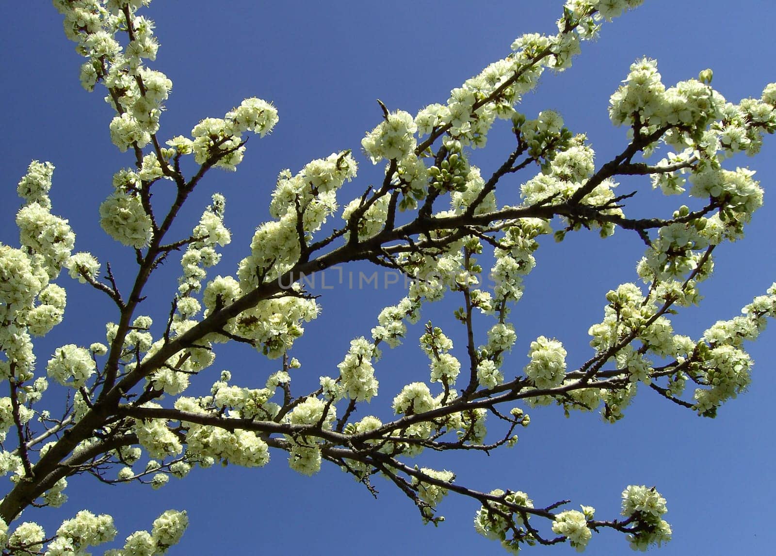 Cherry Blossom 02