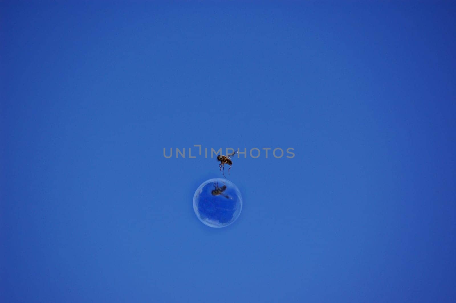 Please see the bee in XXL :-)