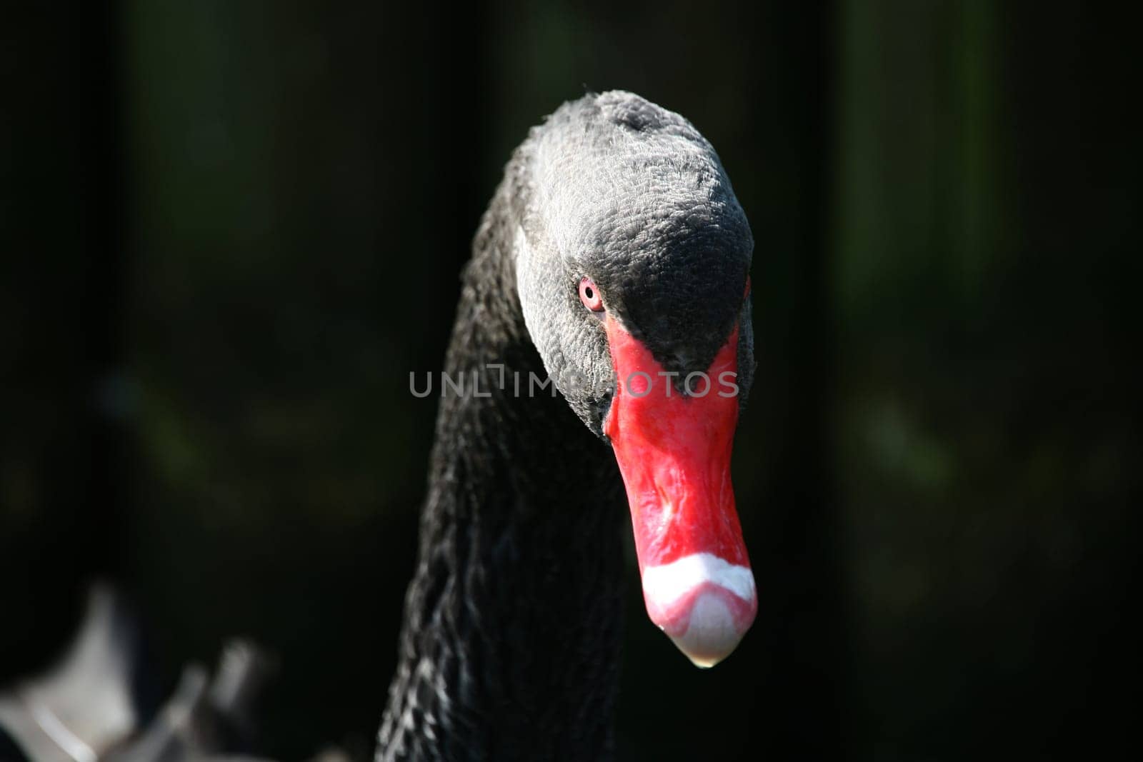 The black swan is the only almost completely black swan and also has the longest neck of all swans.