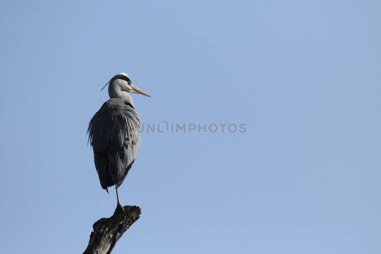 Gray heron on a branch