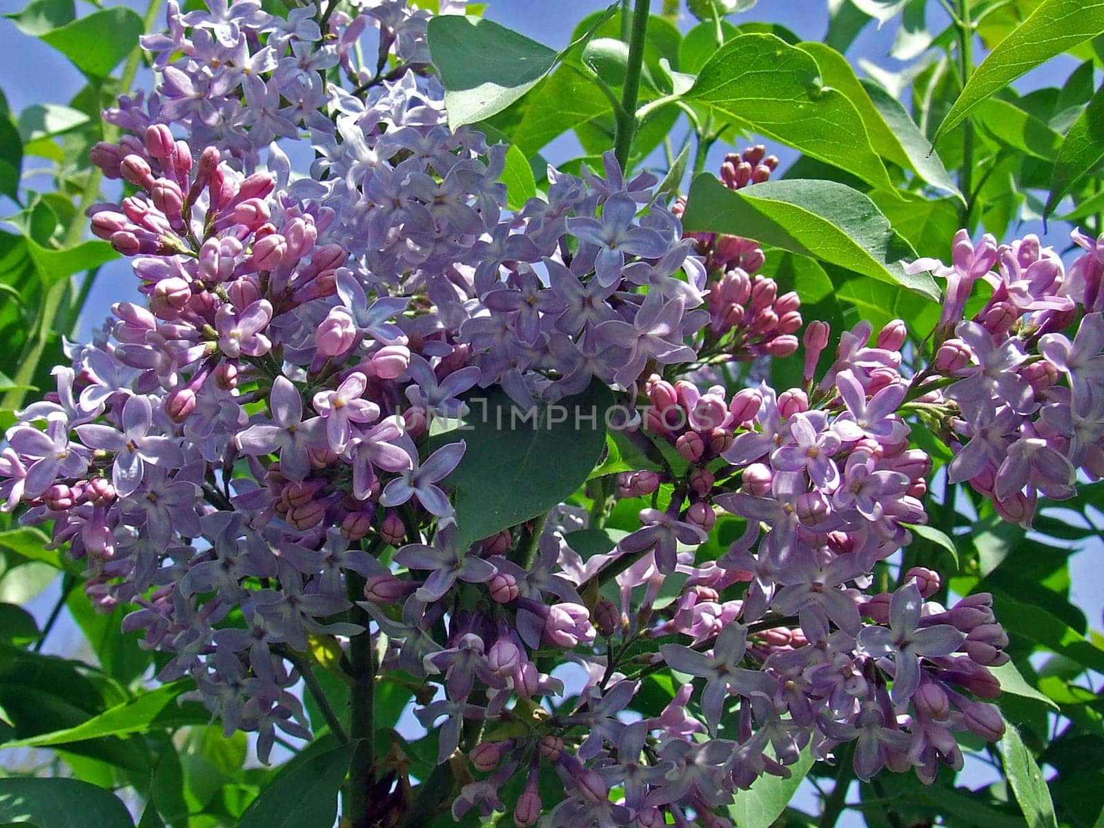 Lilac