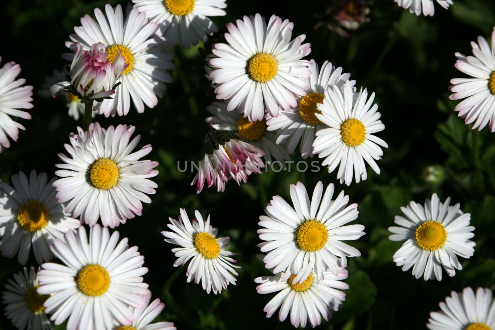Daisy