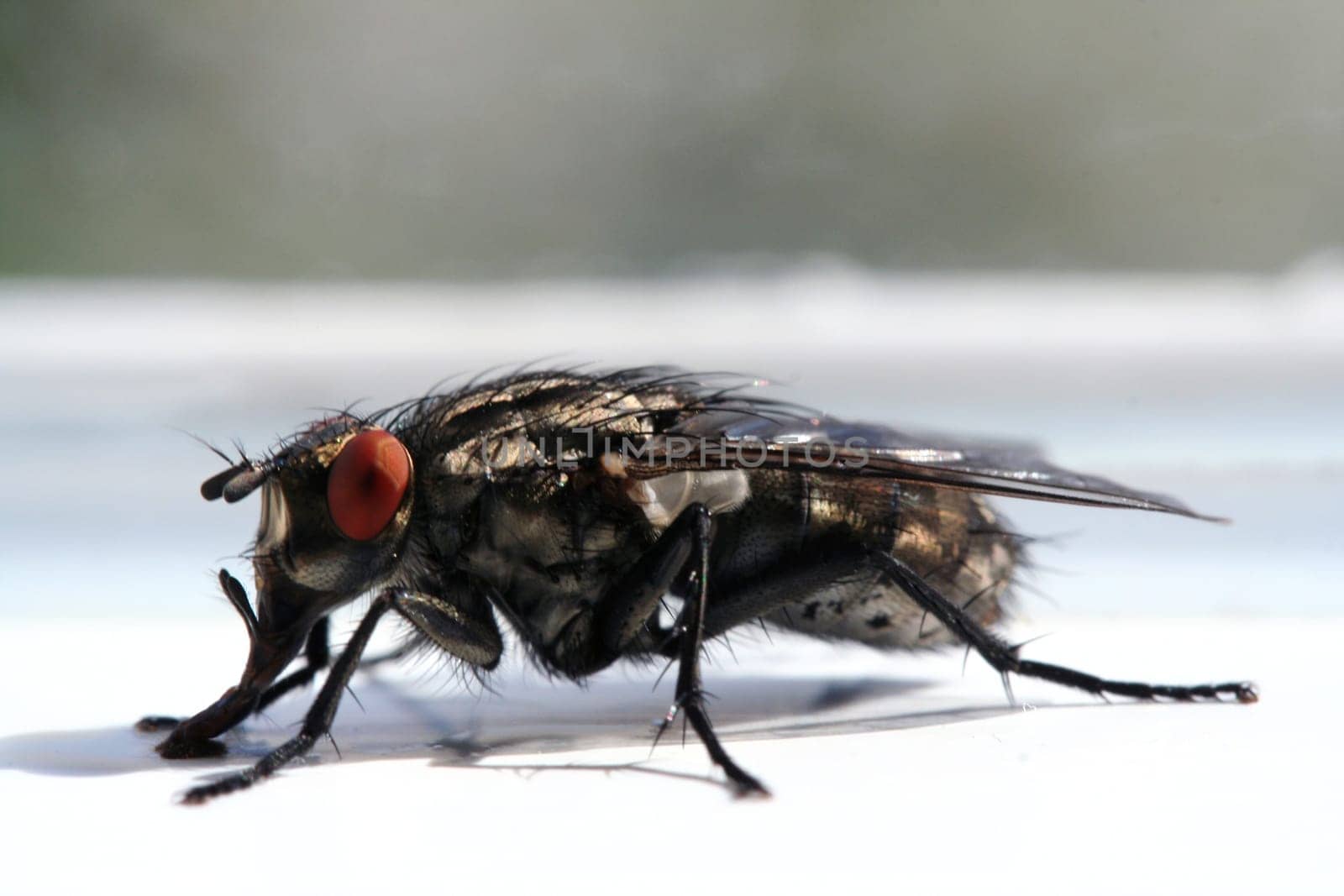 Fly meal