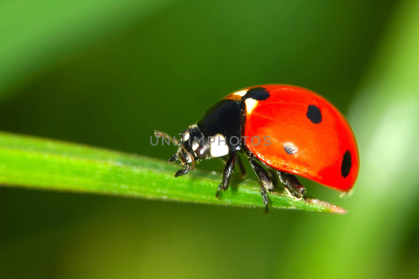 Ladybird