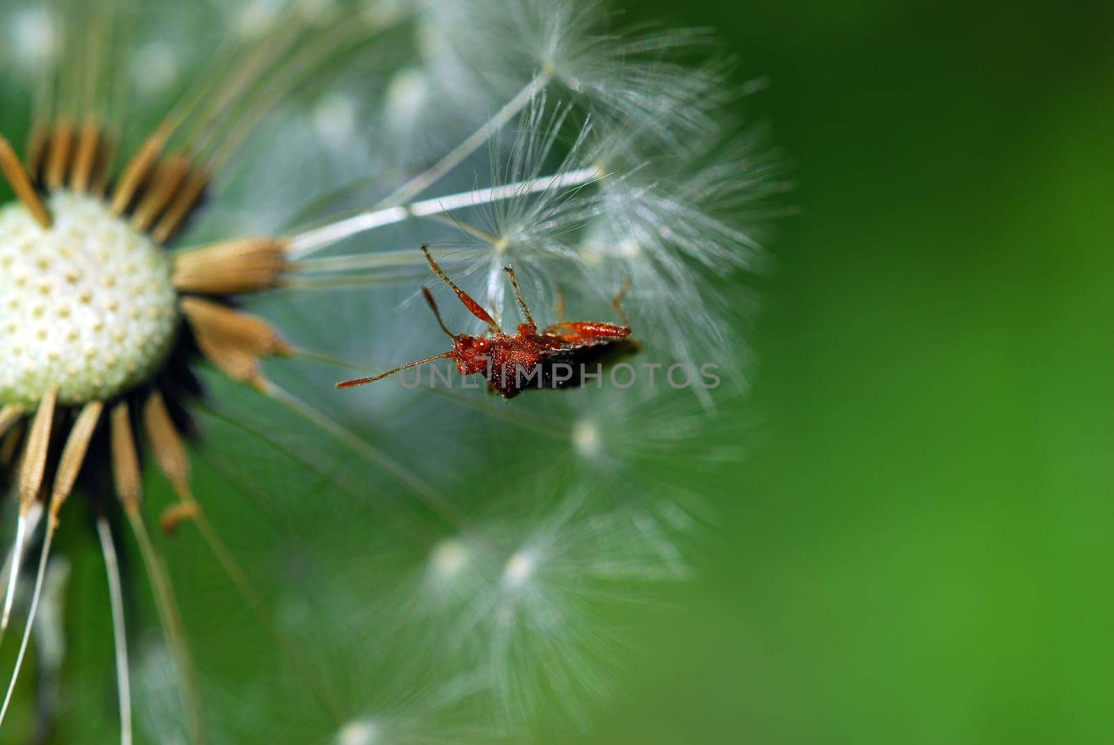 Bedbug on dandelion