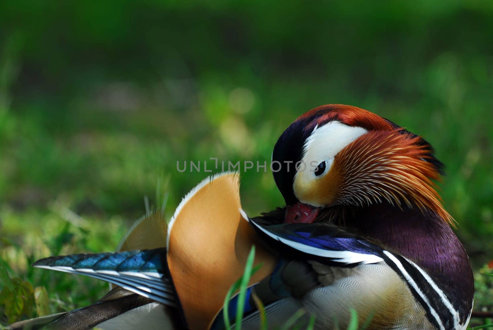Mandarin duck