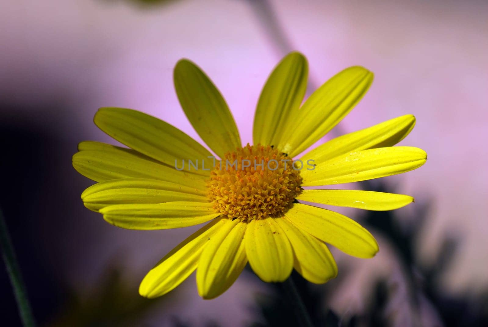 yellow calendula