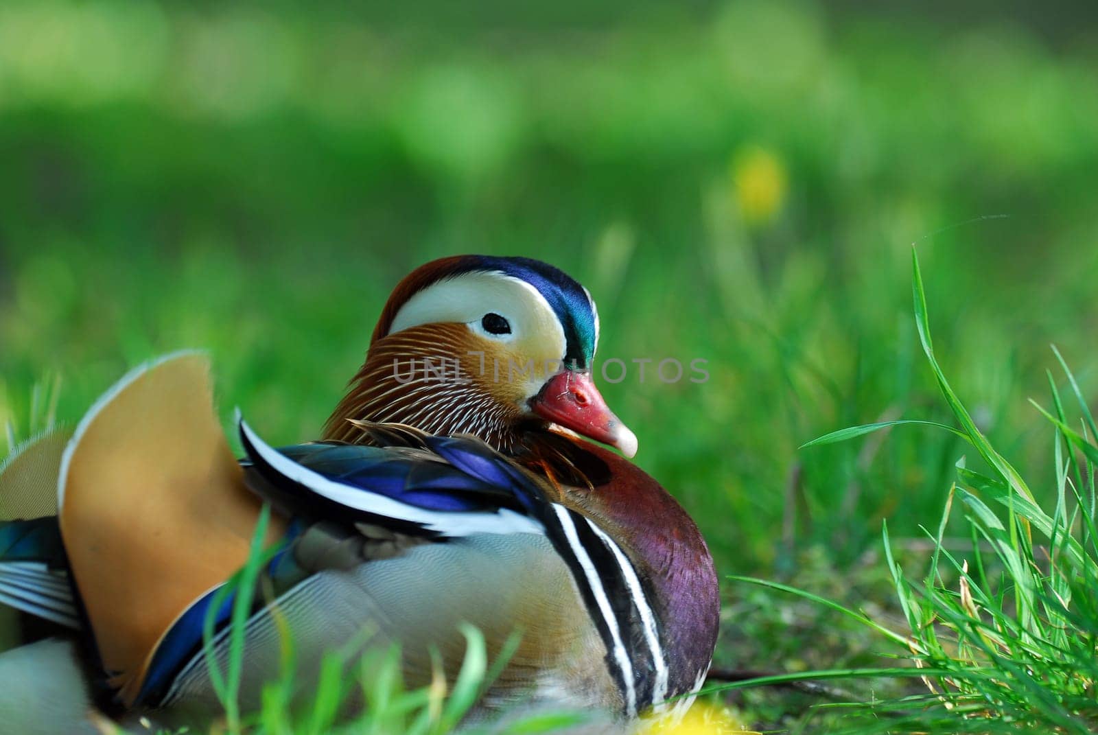 Mandarin in the grass