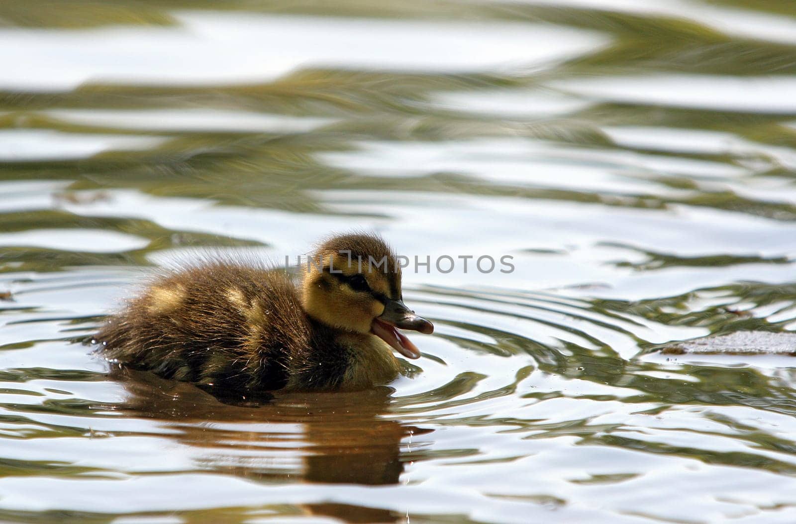 Mallard