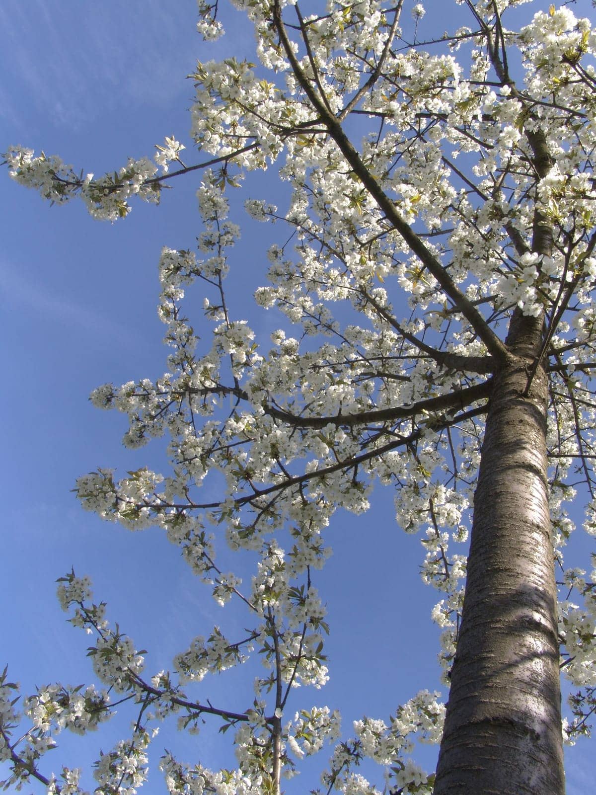 Flowering fruit tree