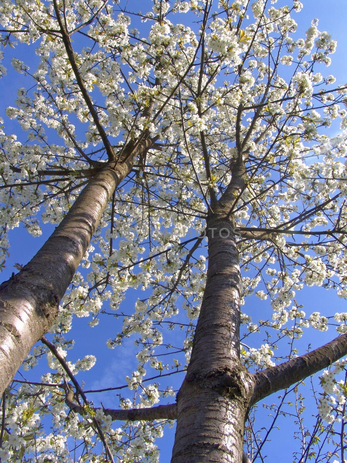 Flowering fruit tree