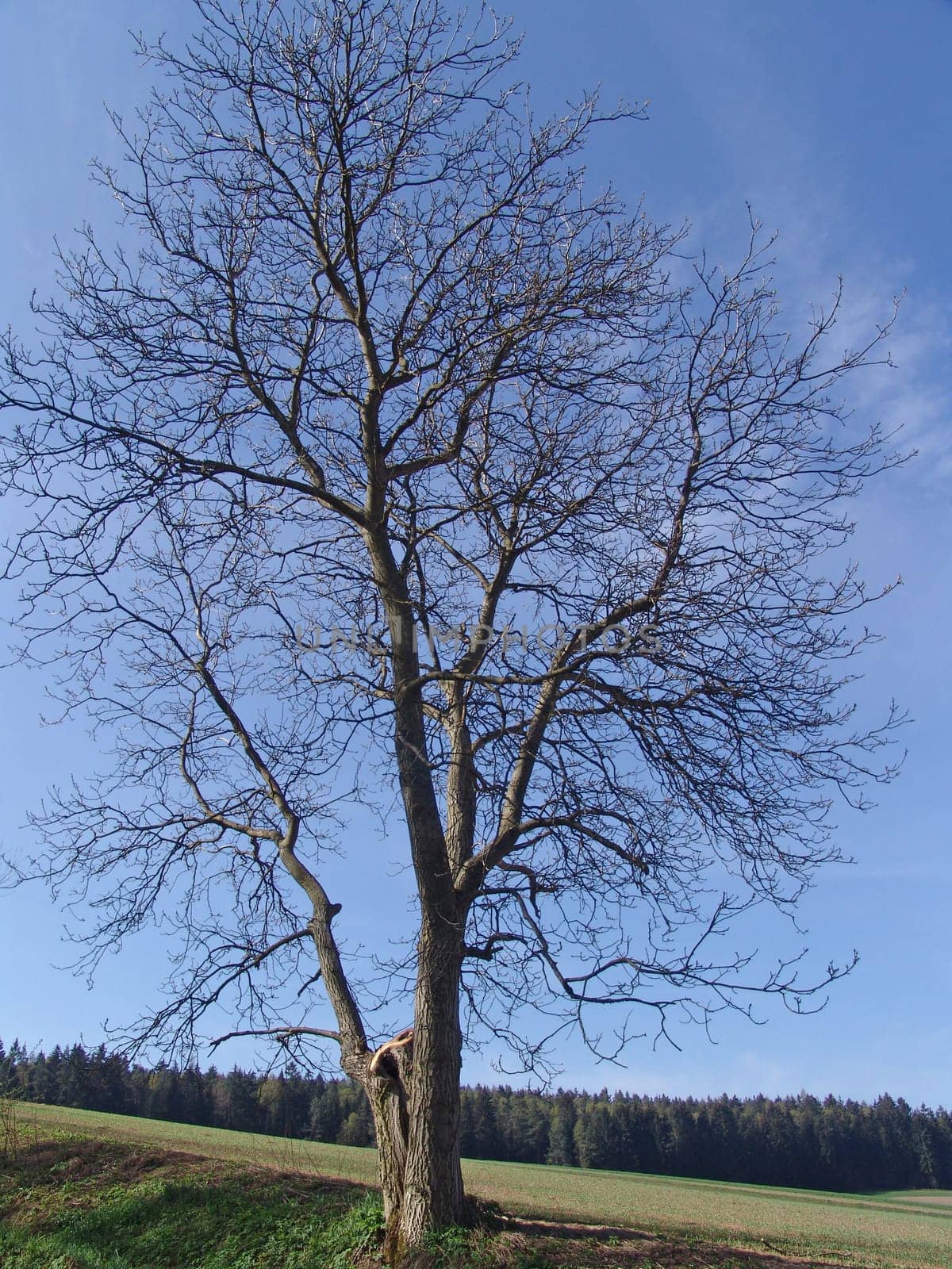 Walnut tree