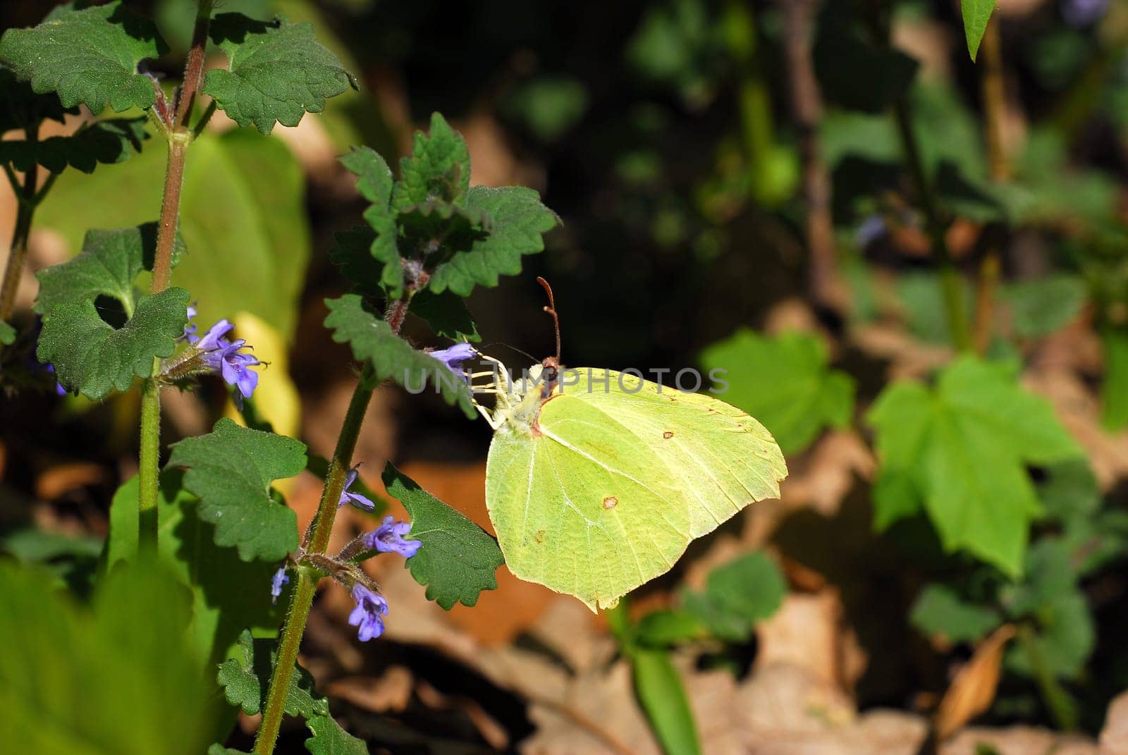 Brimstone