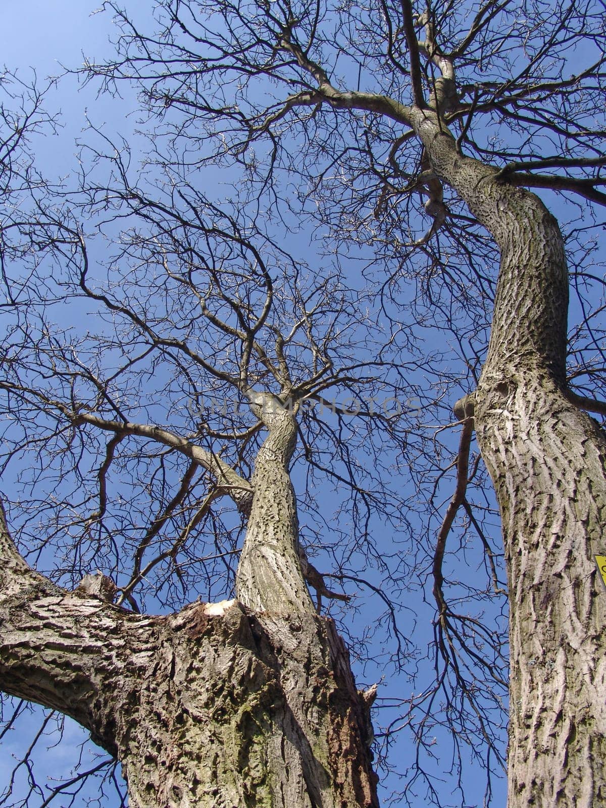 Walnut tree