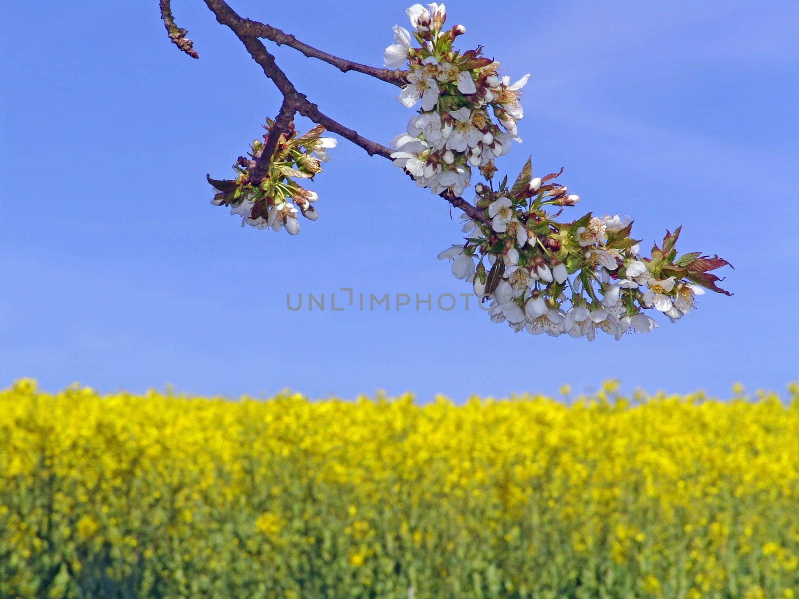 Rapeseed and tree blossoms