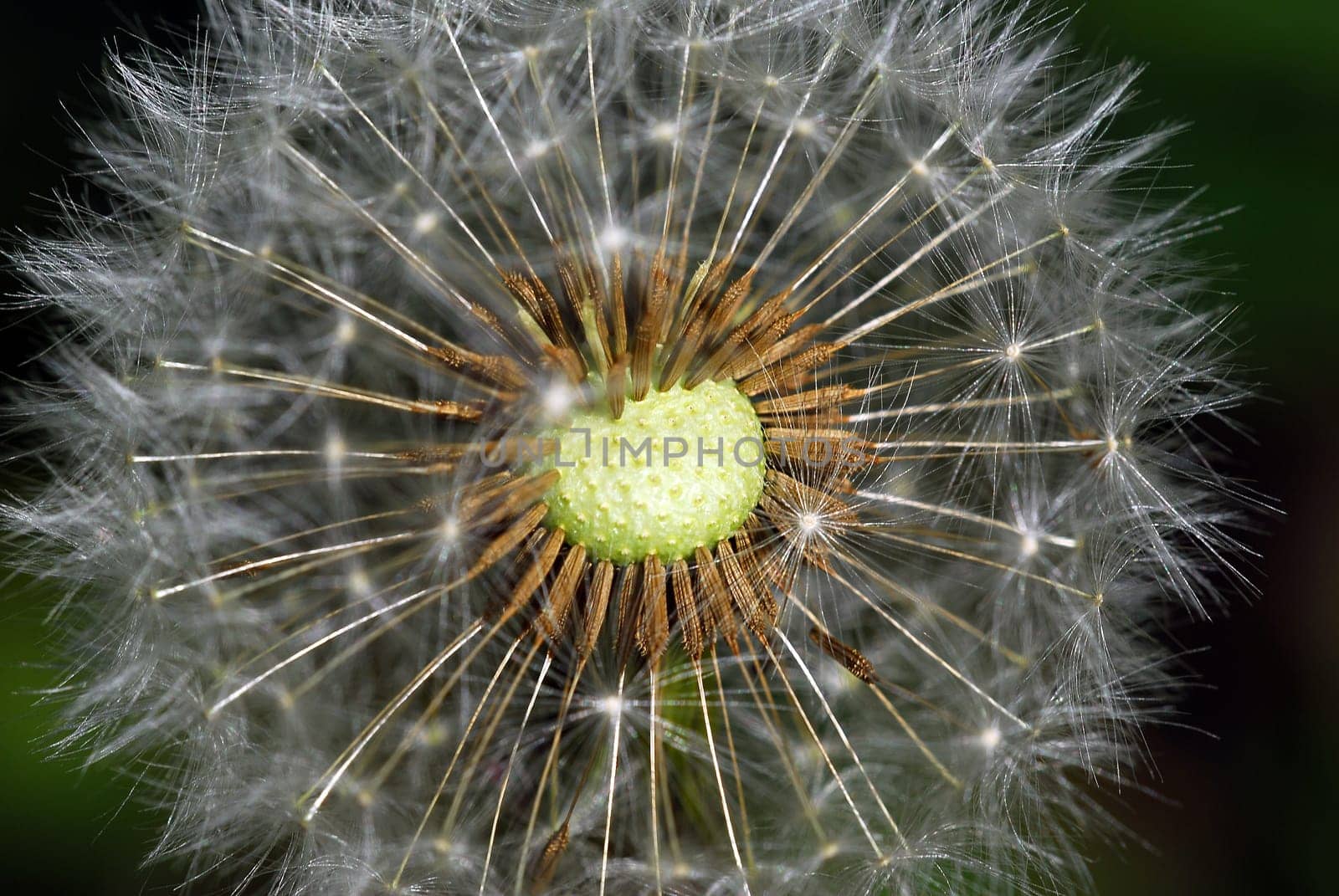 Flying seeds