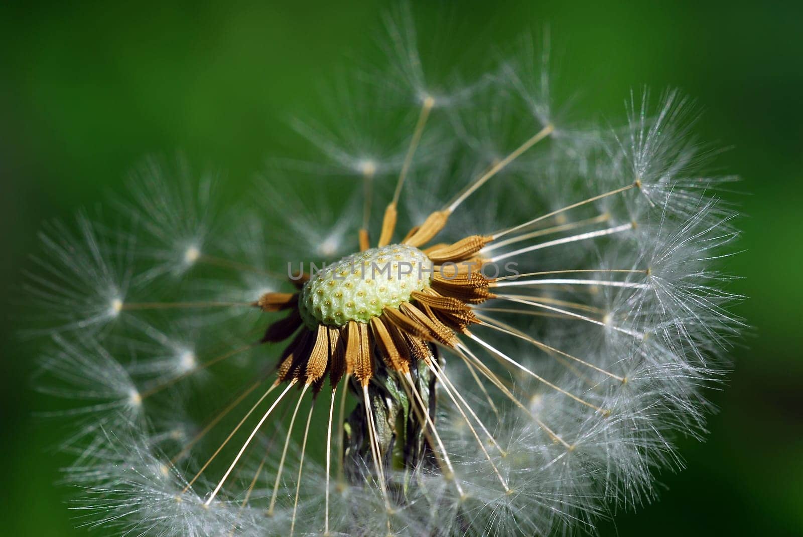 Dandelion