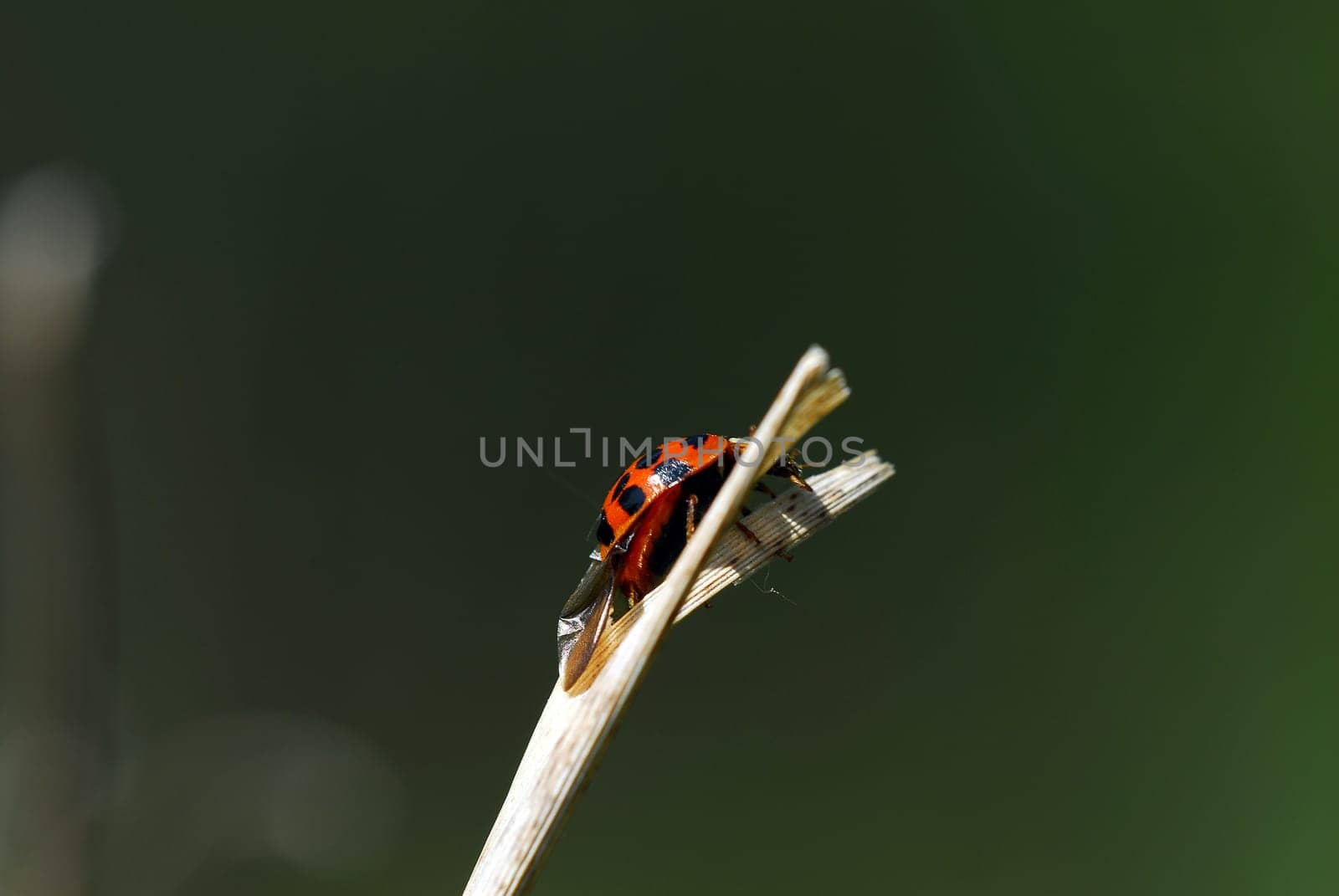 camouflaged