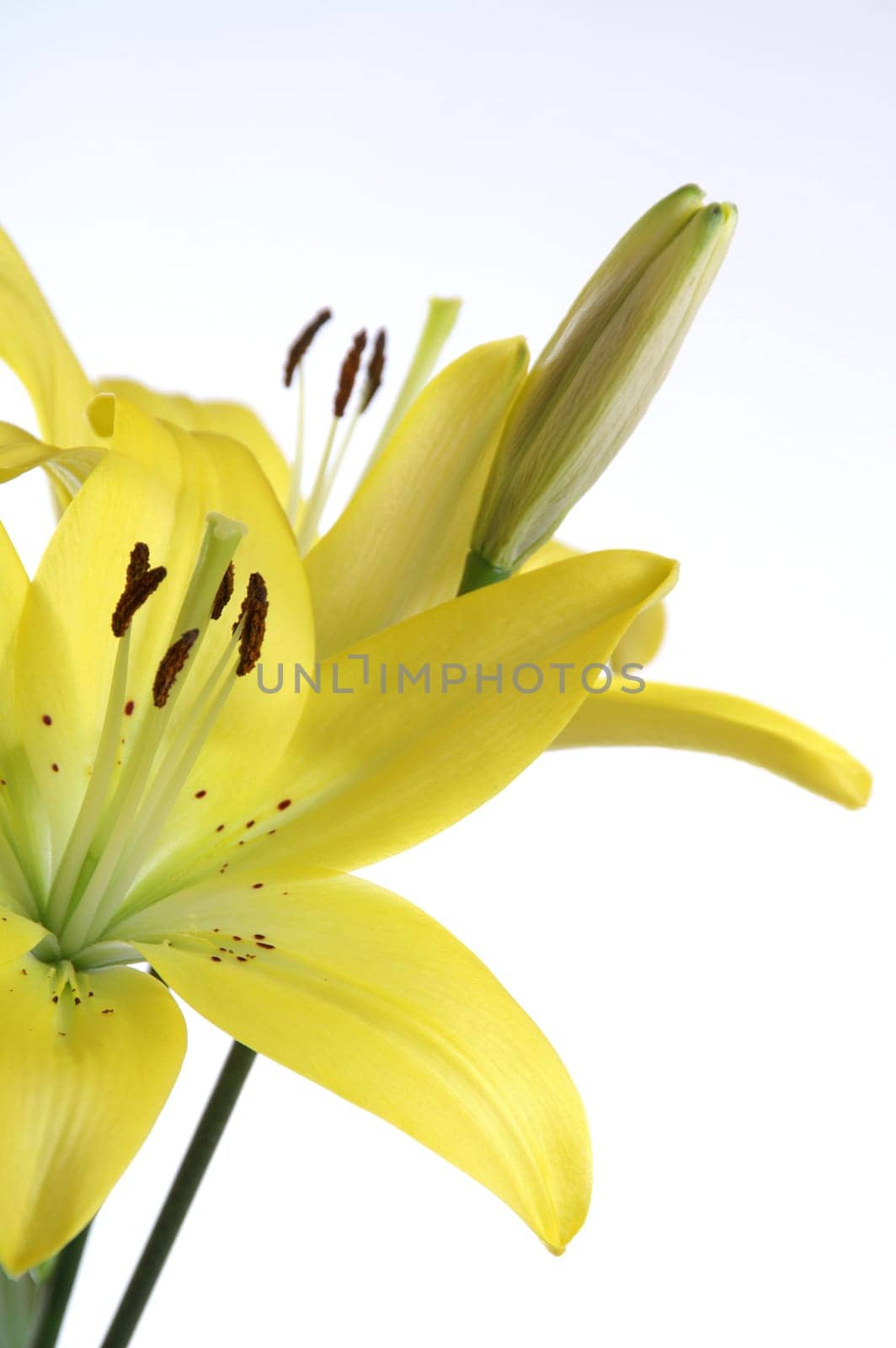 Yellow lily,flowers