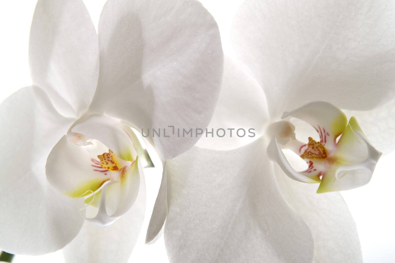 White orchid,blooming in pruning