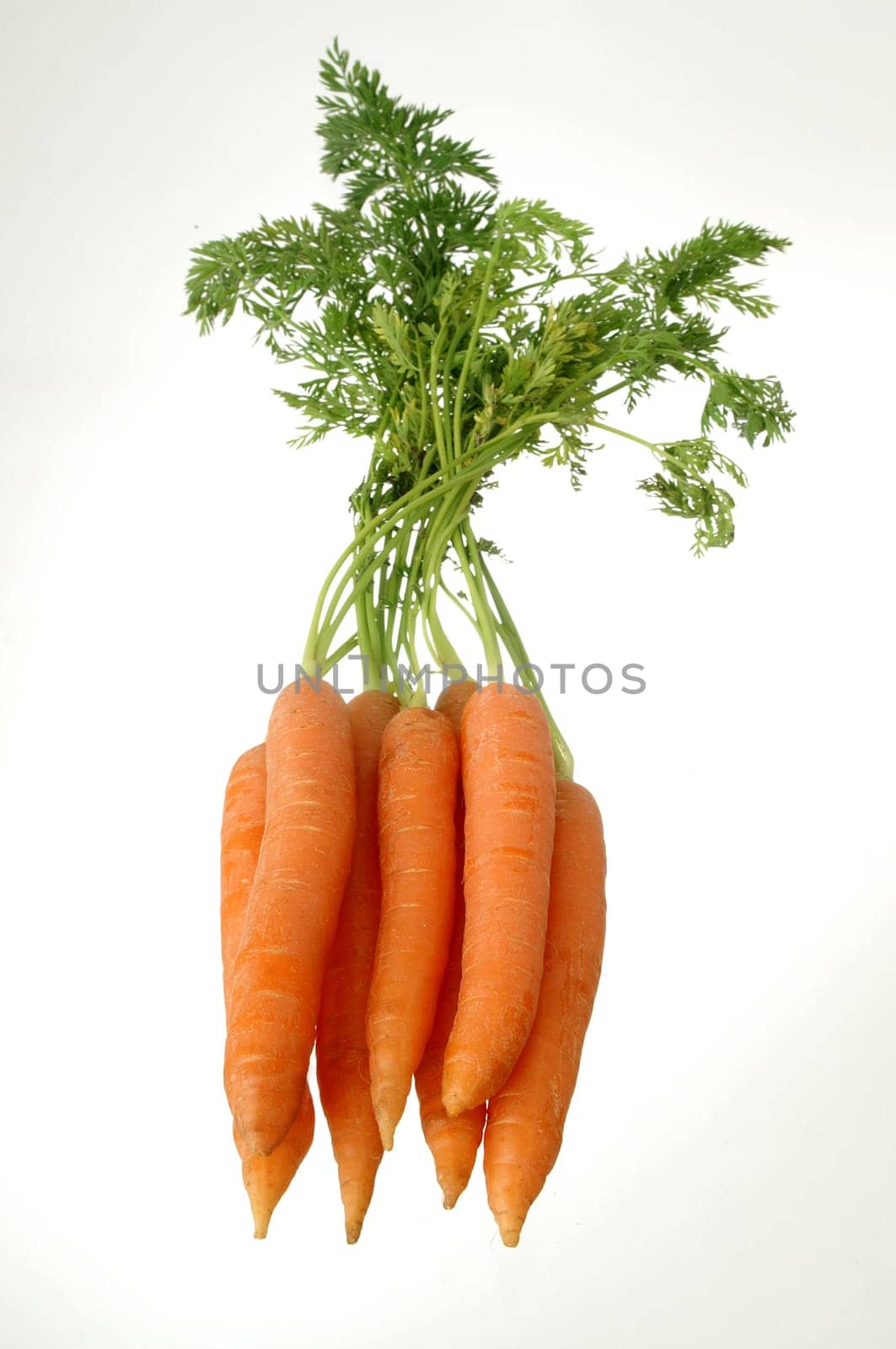 A bunch of carrots