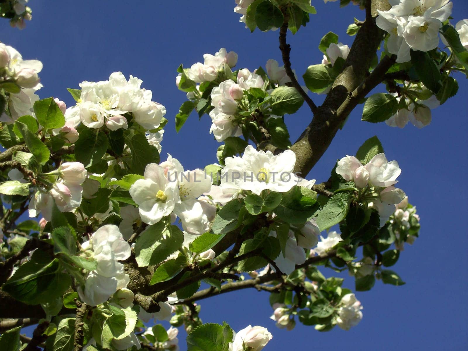 Apple Blossom 03