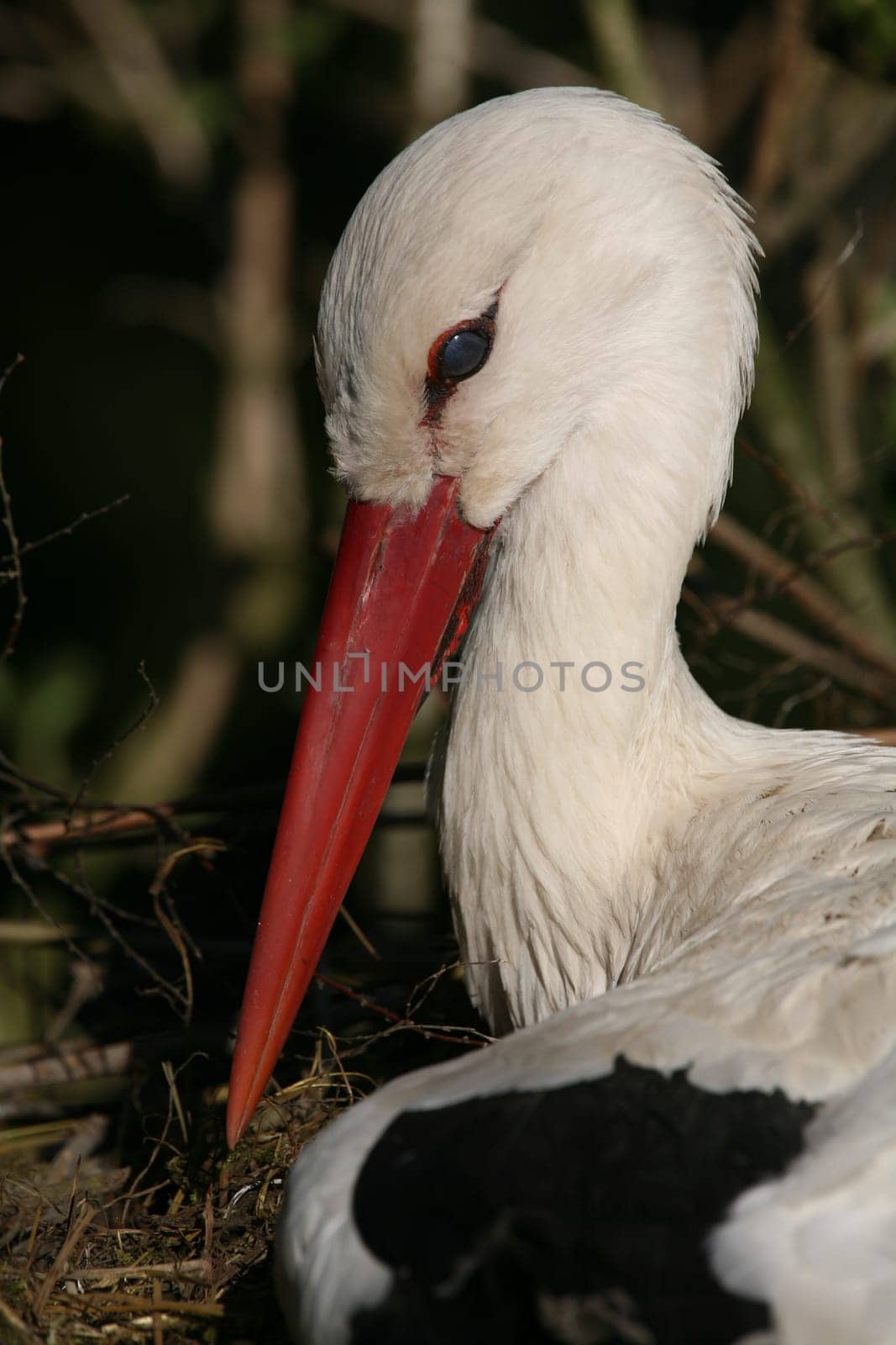 Portrait of a white stork