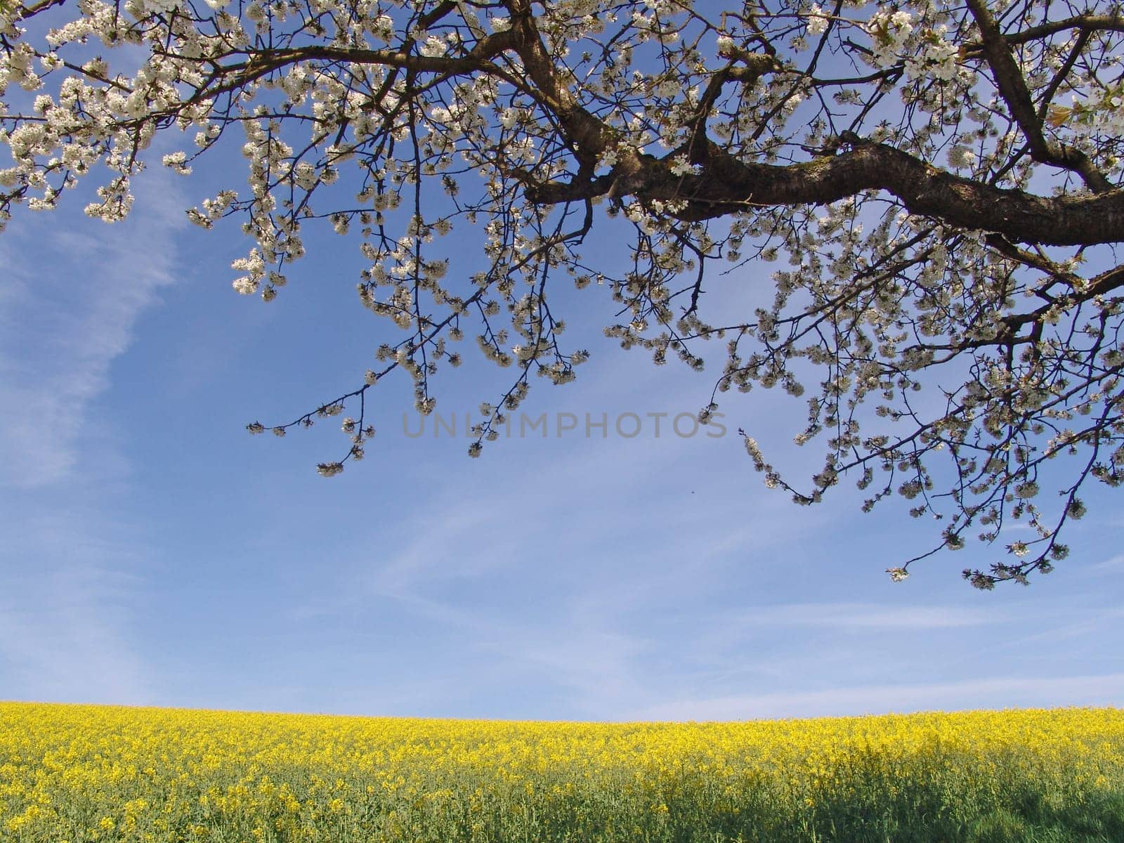 Spring mood