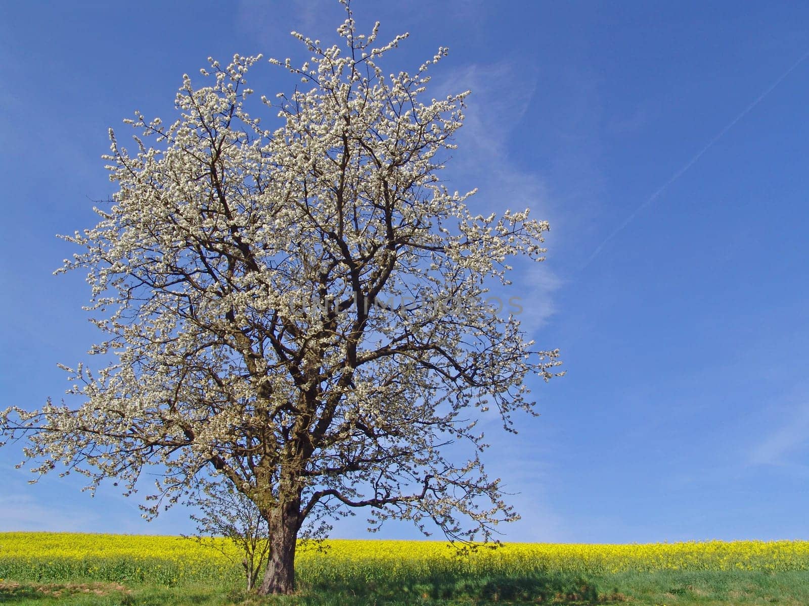 Rapeseed field and fruit tree