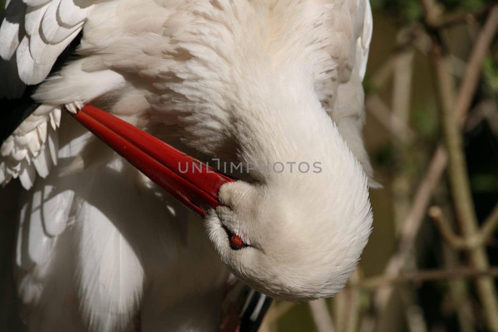 Portrait of a white stork