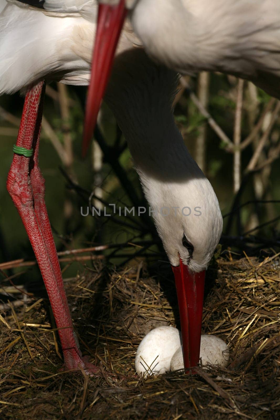 Eggs of white storks in the nest