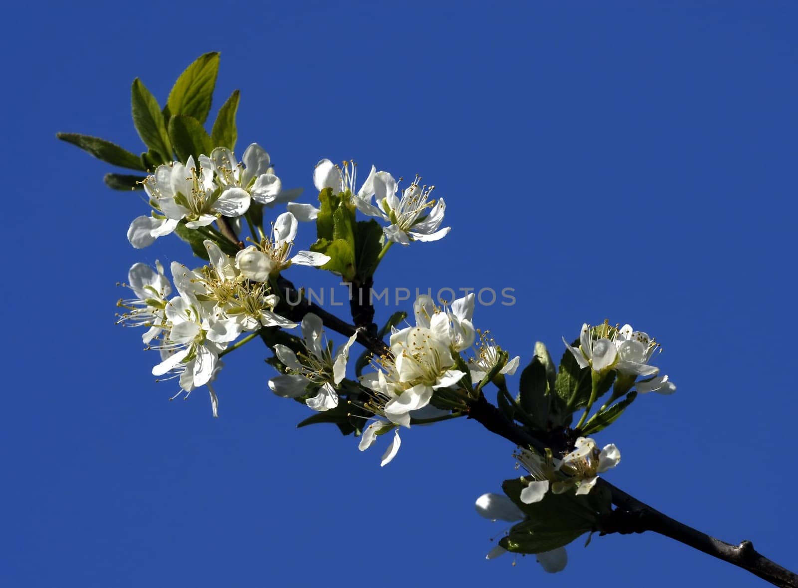 Cherry tree blossom branch