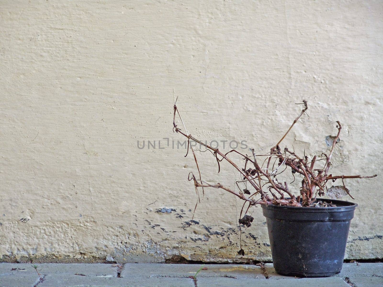 Dried flowers