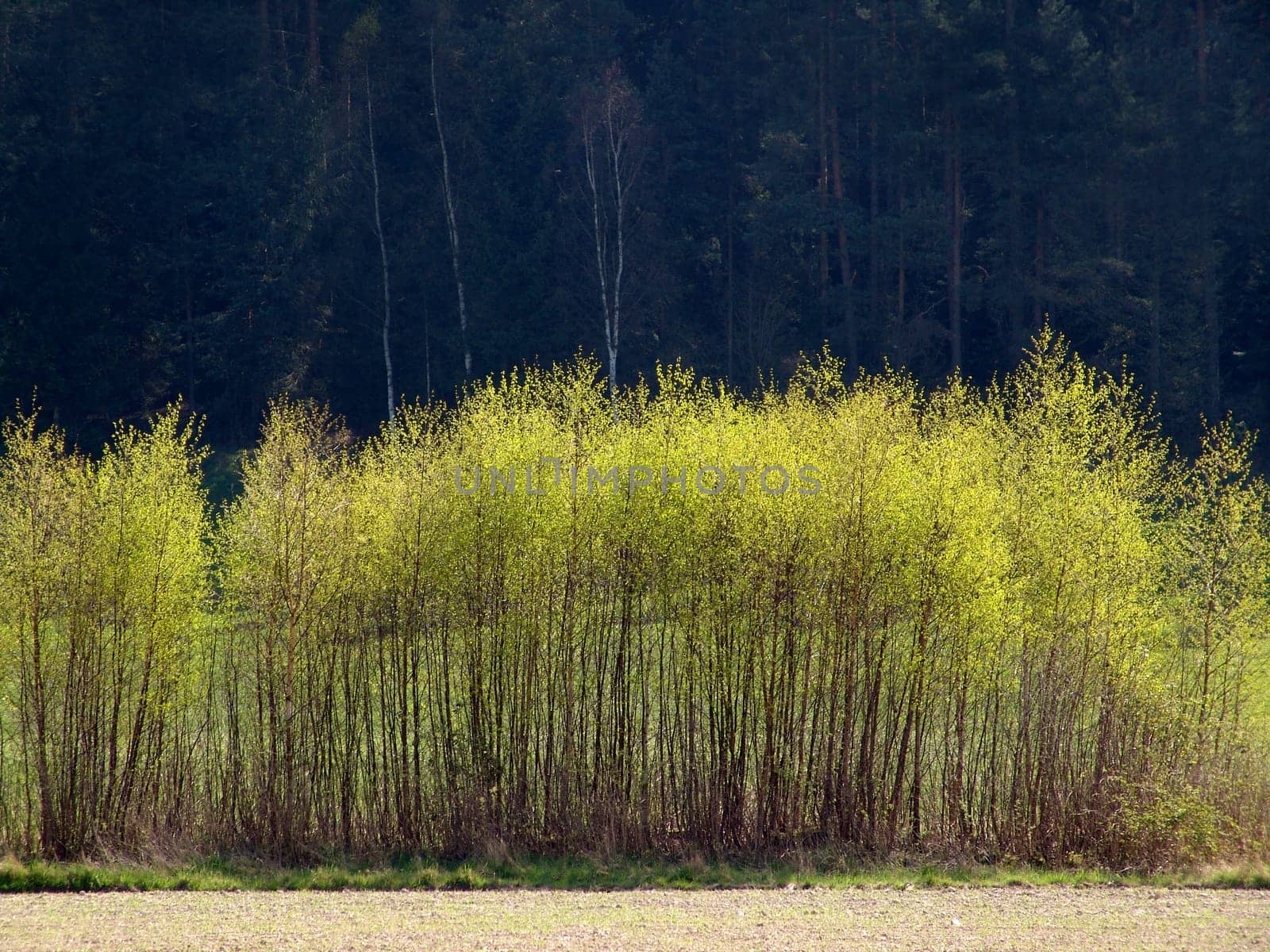 Young birch trees