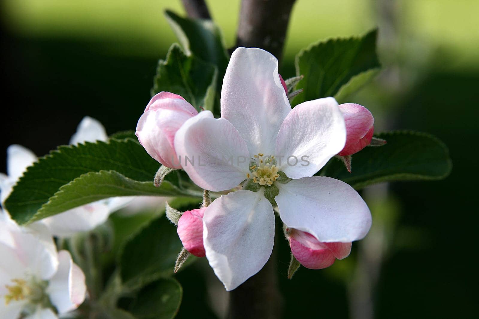 Delicate bloom