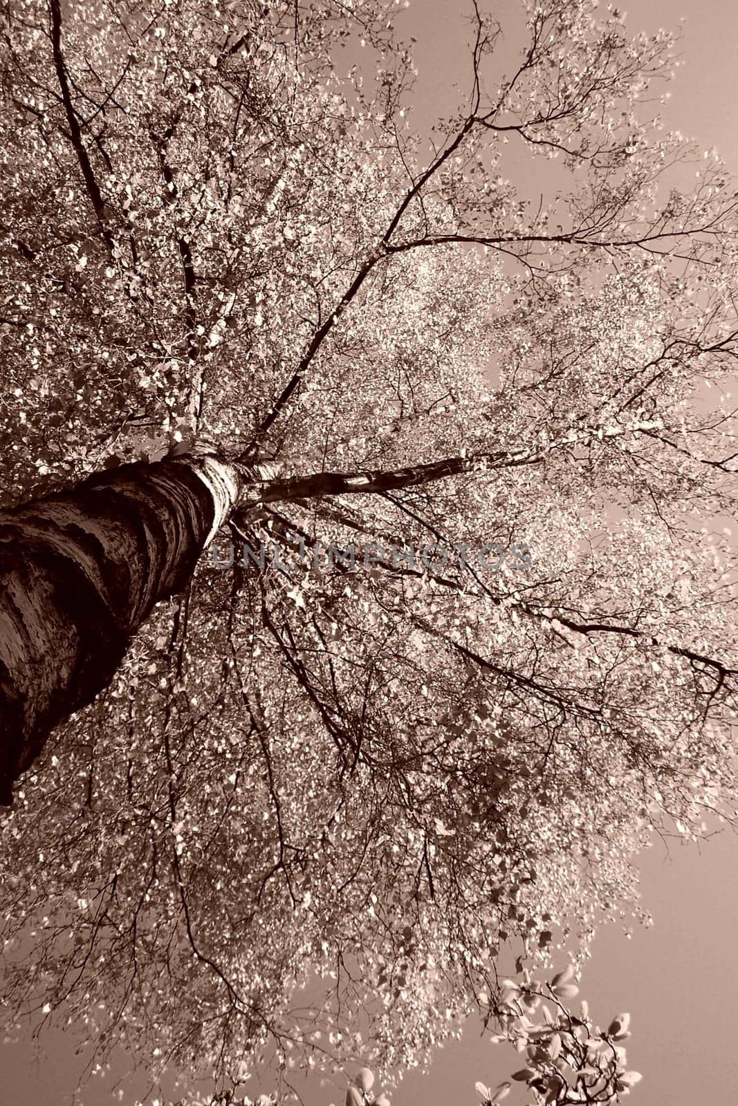 Cuttlefish birch