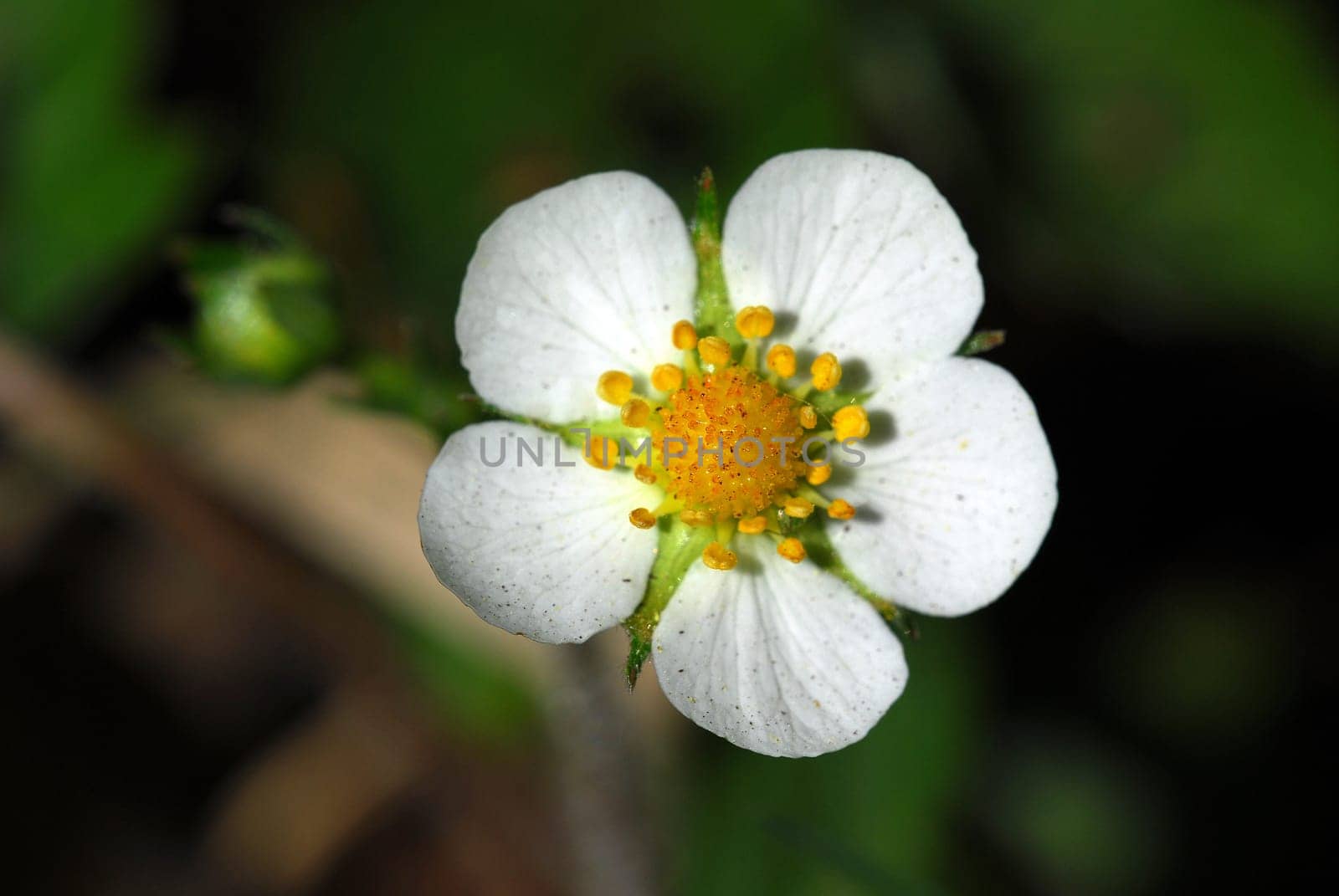 Woodland strawberry