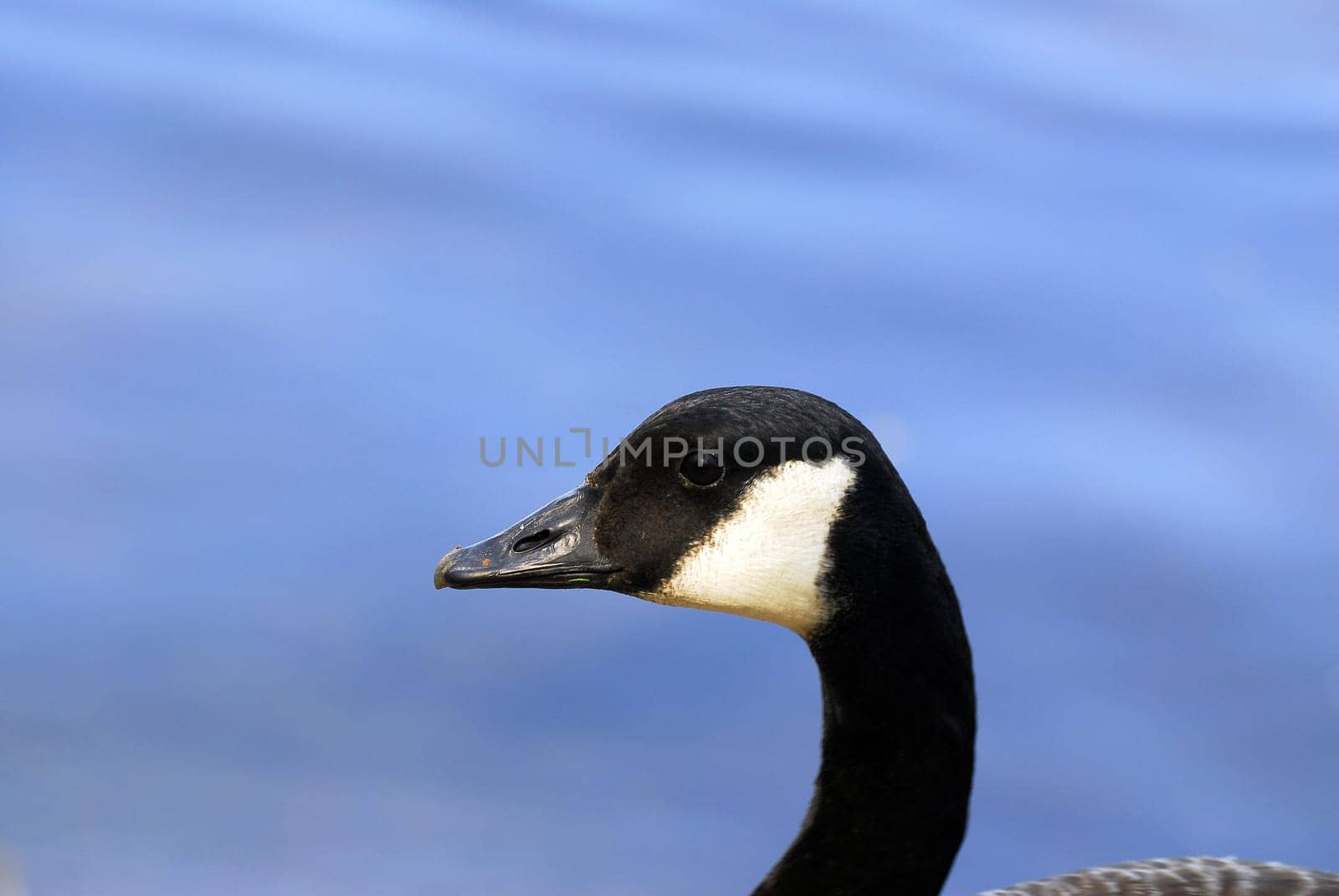 Goose