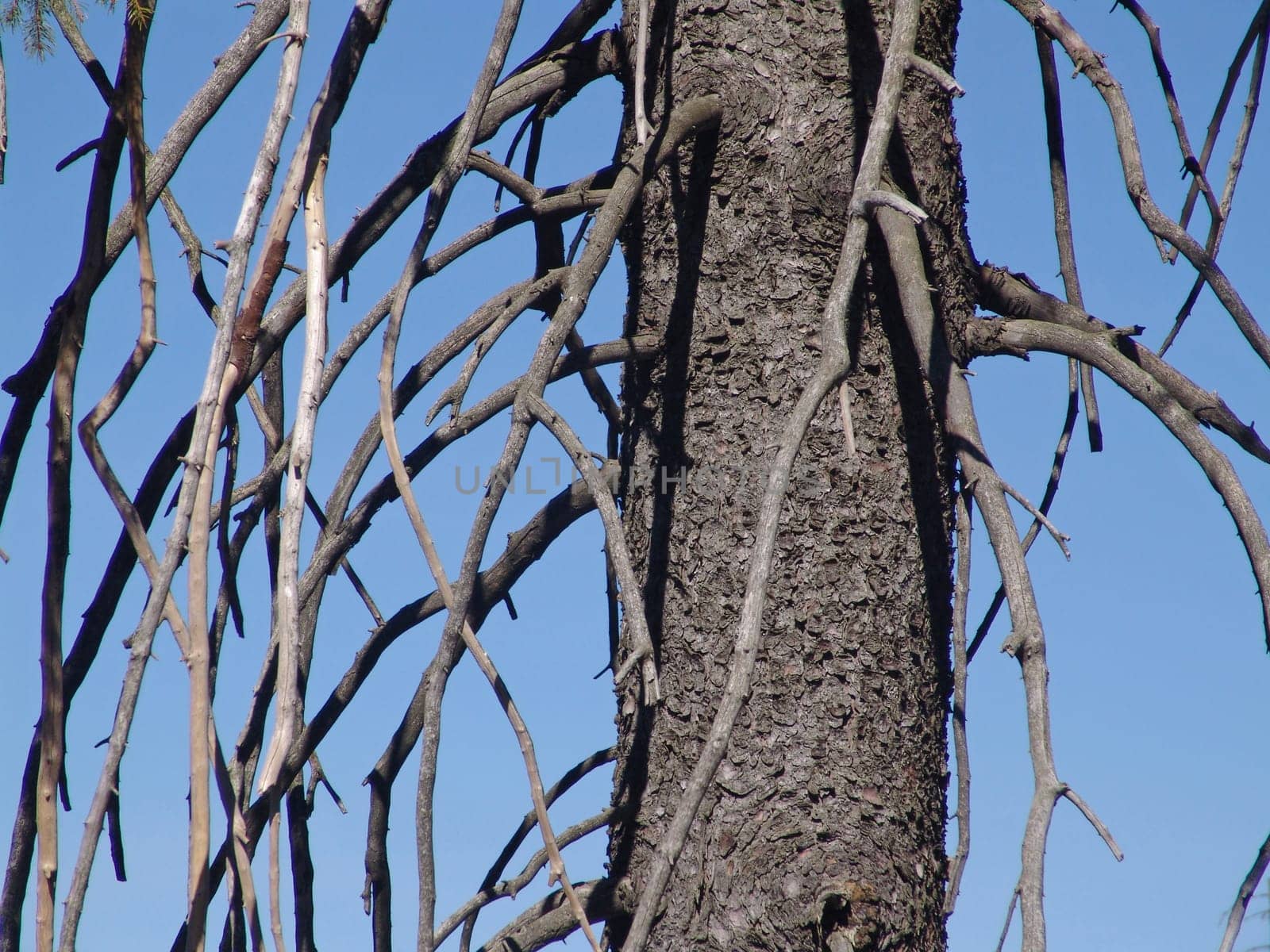 Tree skeleton