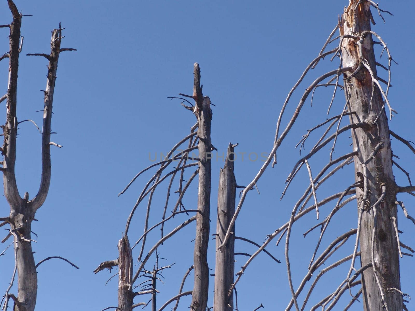 Tree skeletons