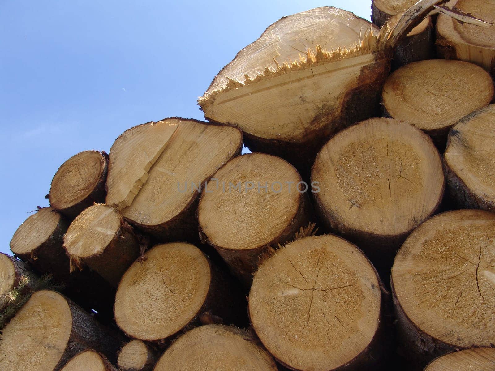 Ash wood