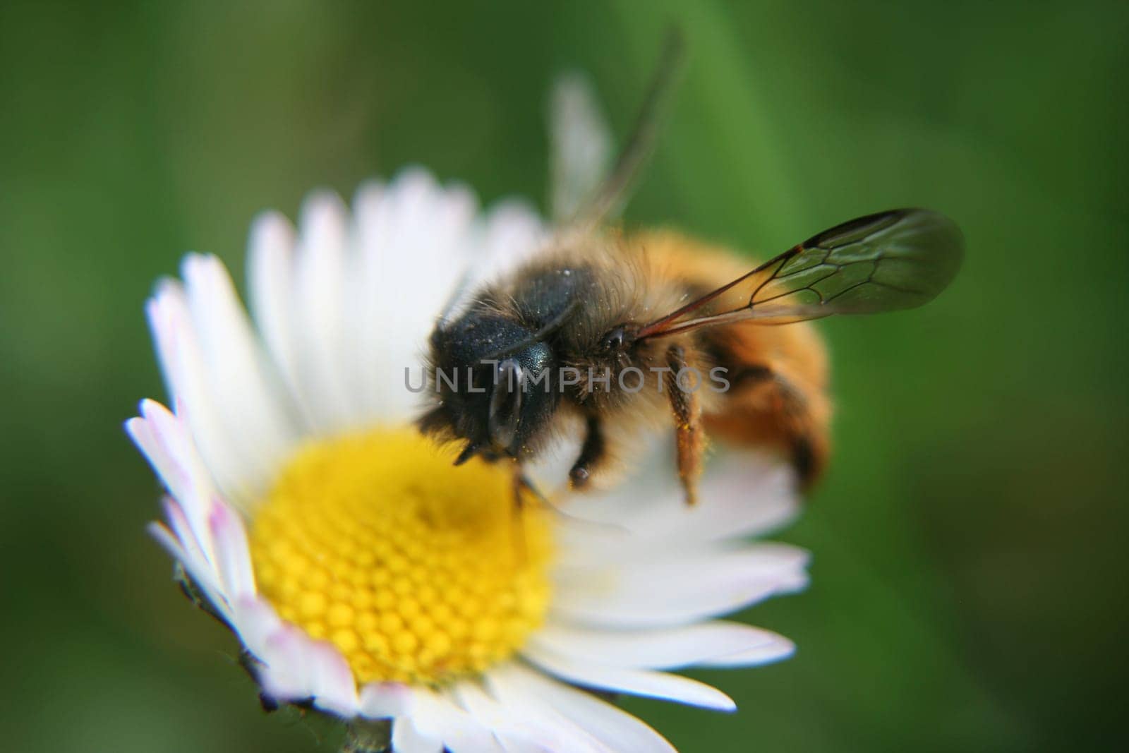 buzzing,buzzing,buzzing,bees buzzing around