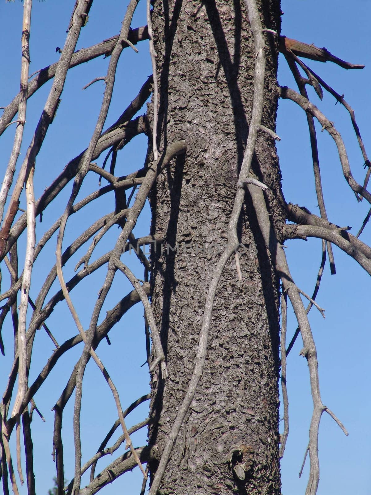 Tree skeleton