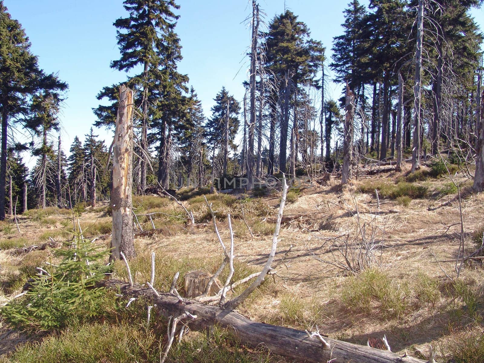 Forest decline