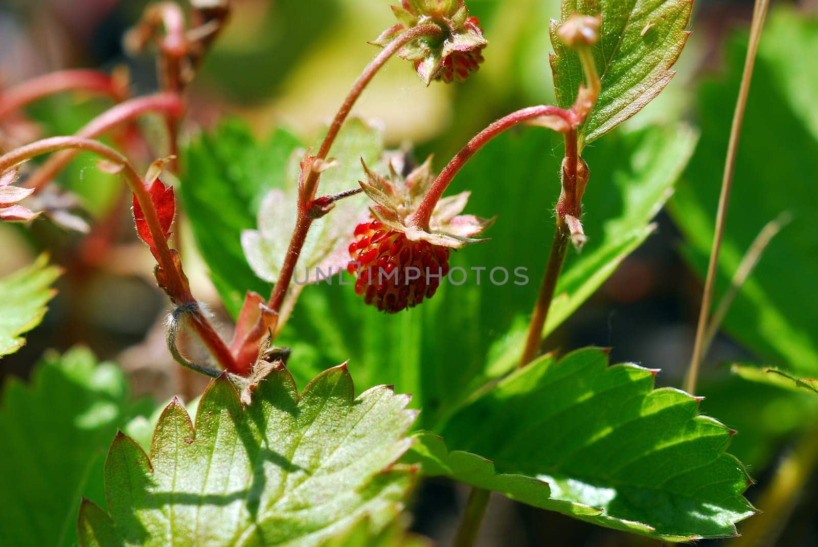 Woodland strawberry