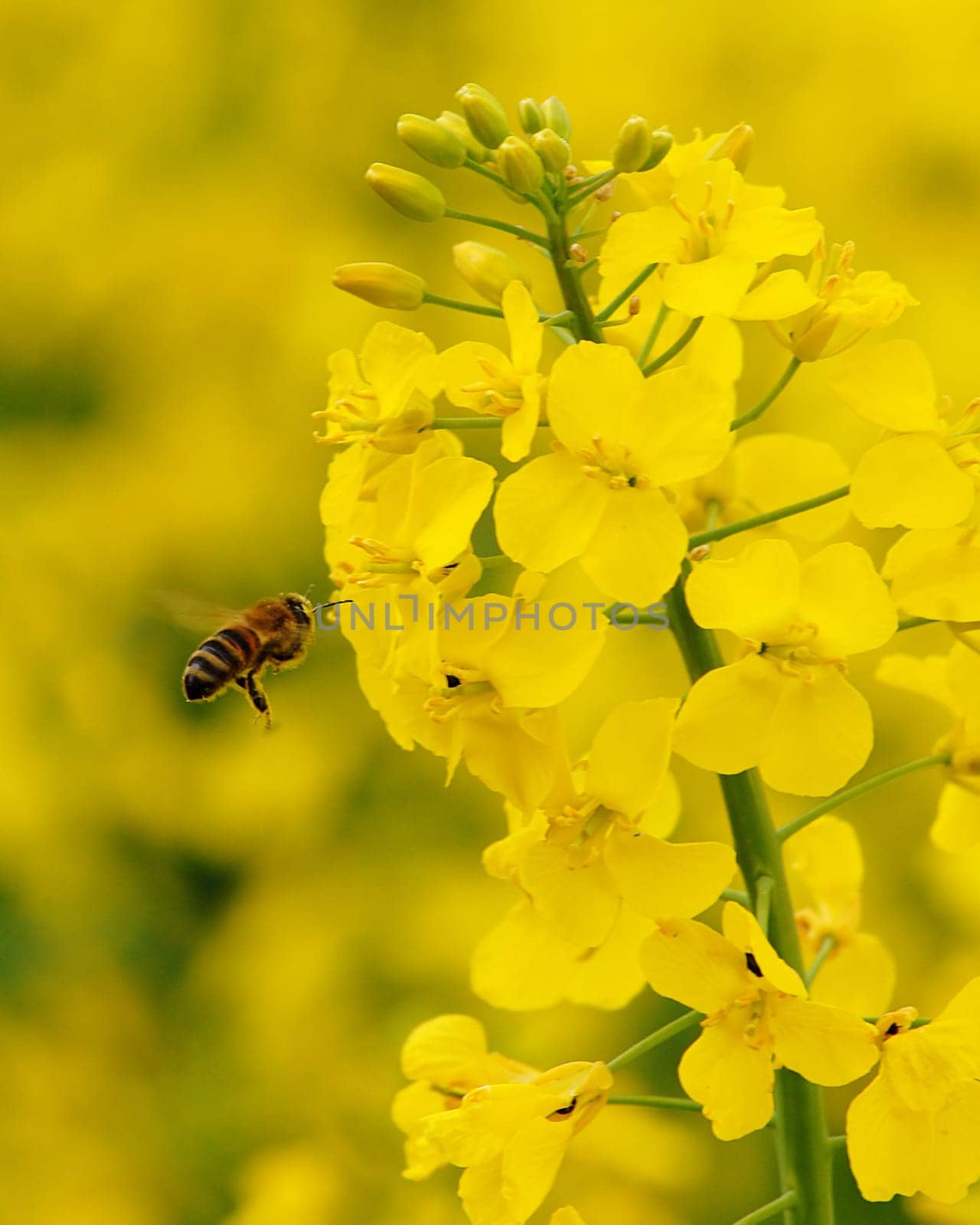 Rapeseed fields are very popular at the moment.... we also have them and you get nice yellow pants in them....!:-)