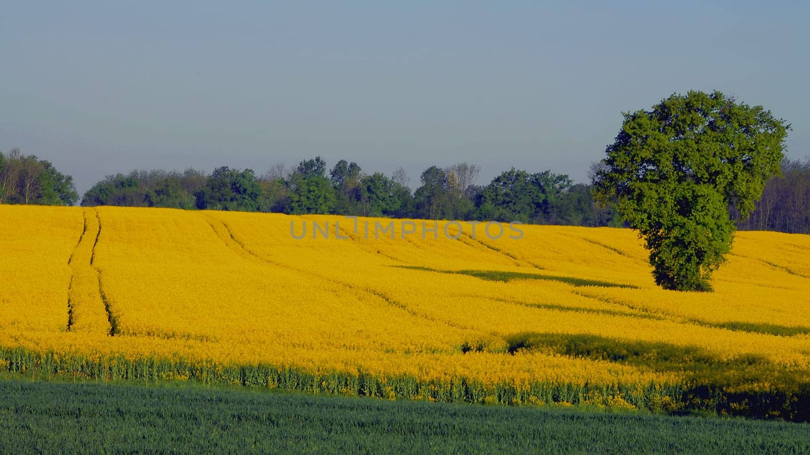 The rapeseed field glows golden in the early morning sun
