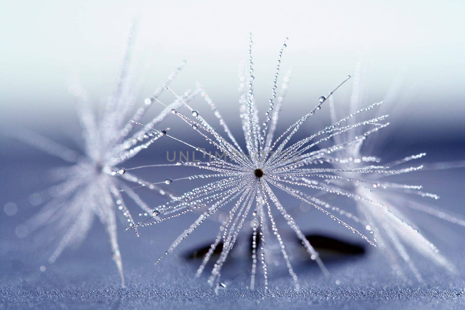 Dandelion seeds in the dew